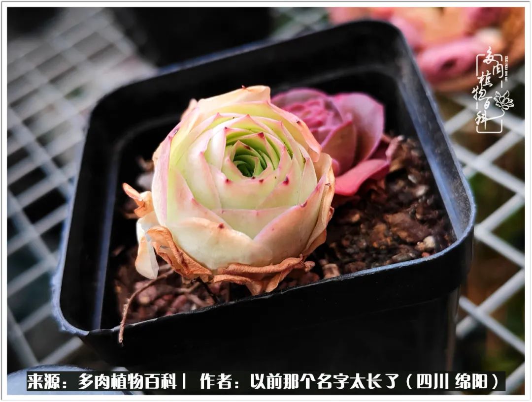 夏天山地玫瑰,小清新山地玫瑰