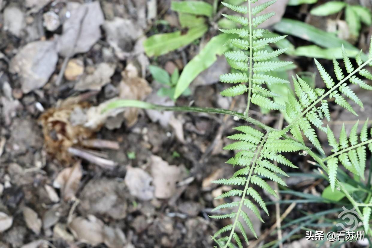 珍稀植物金毛狗蕨,国家一级保护植物金毛狗蕨