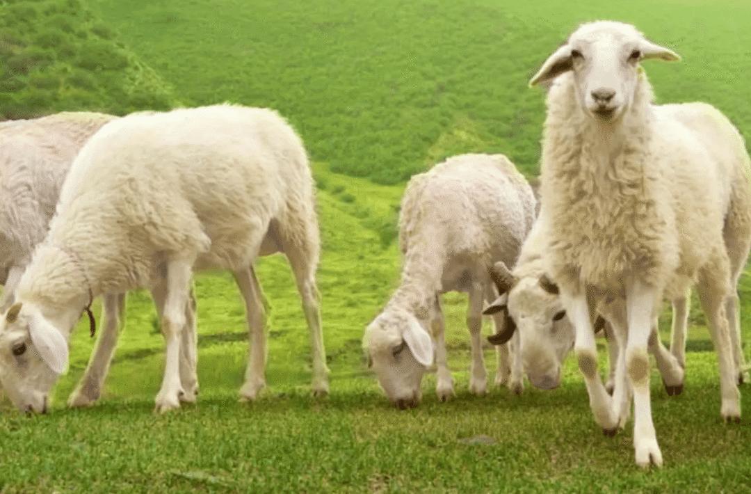 最近最火的羊哪个羊好吃,冬季吃羊哪家强