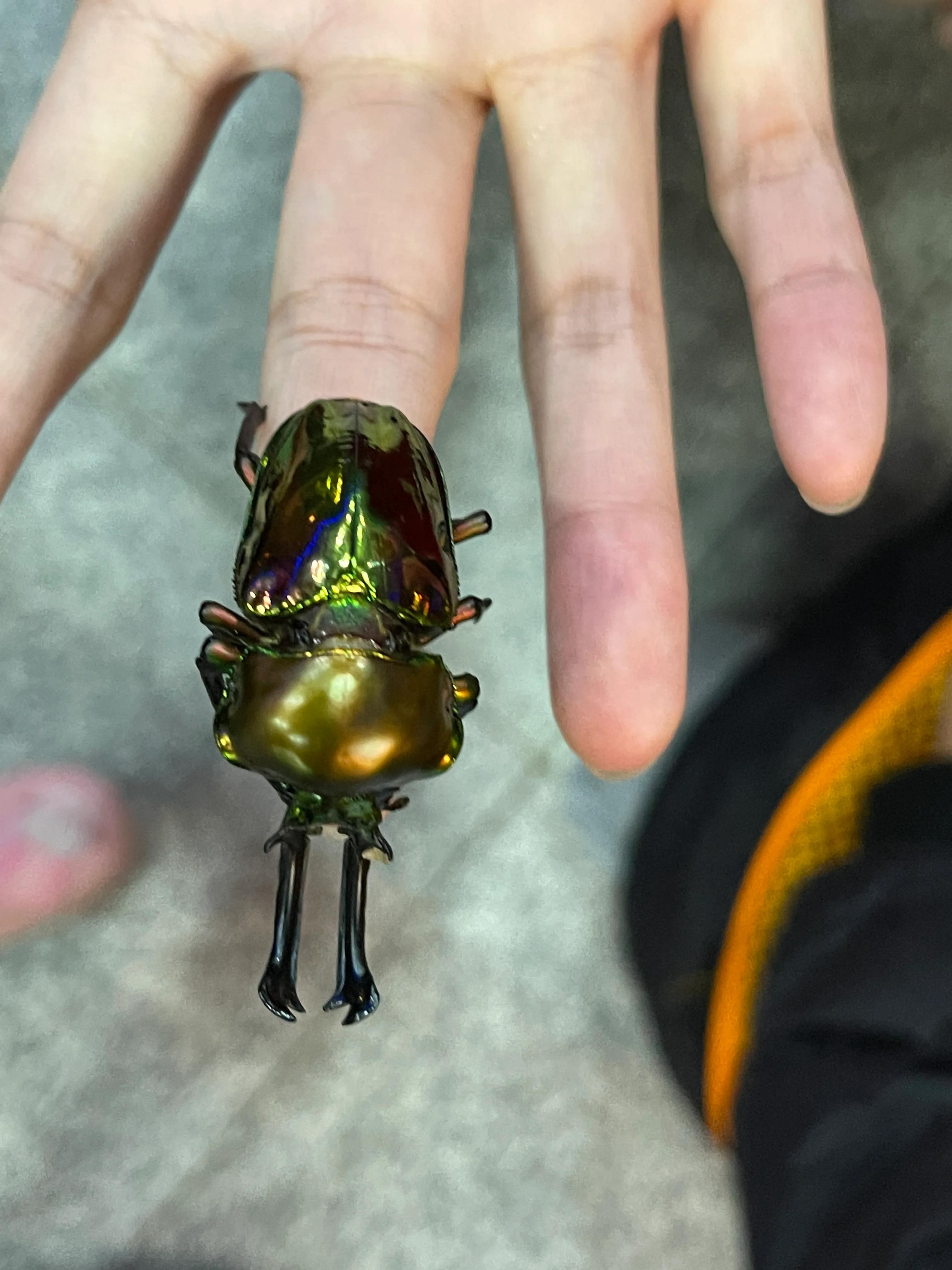上海大自然野生昆虫博物馆,上海野生昆虫馆门票