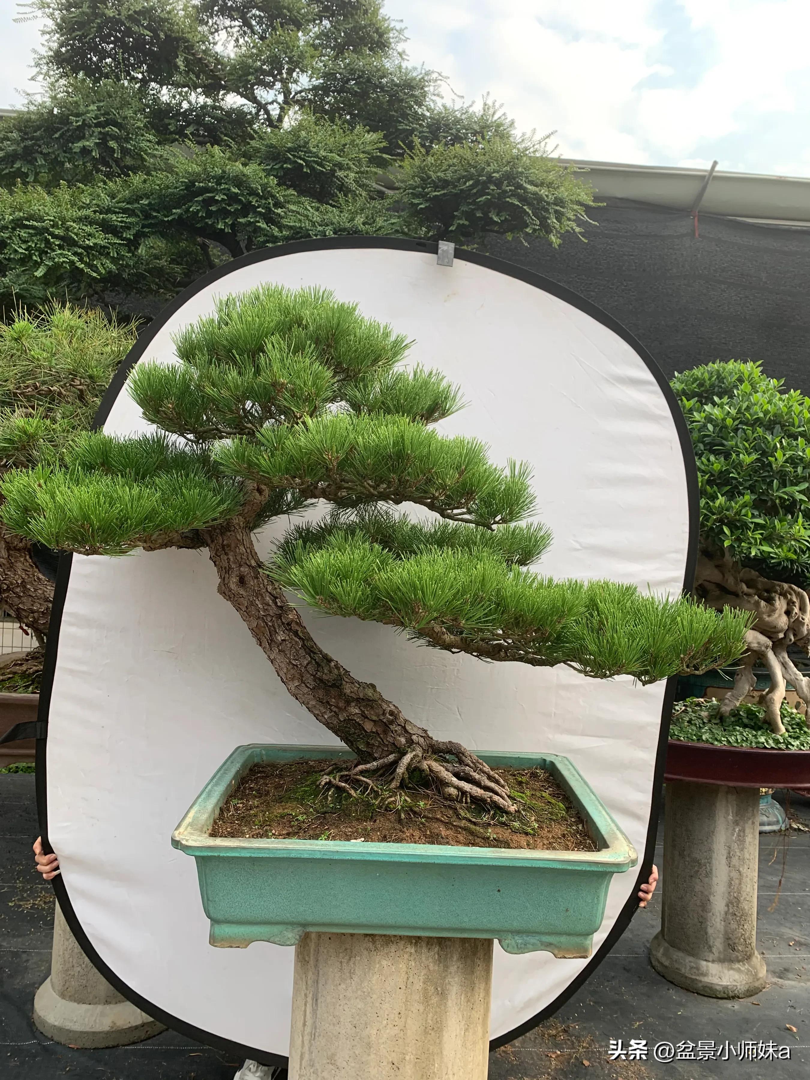 黑松盆景制作视频 (日本黑松盆景出售)