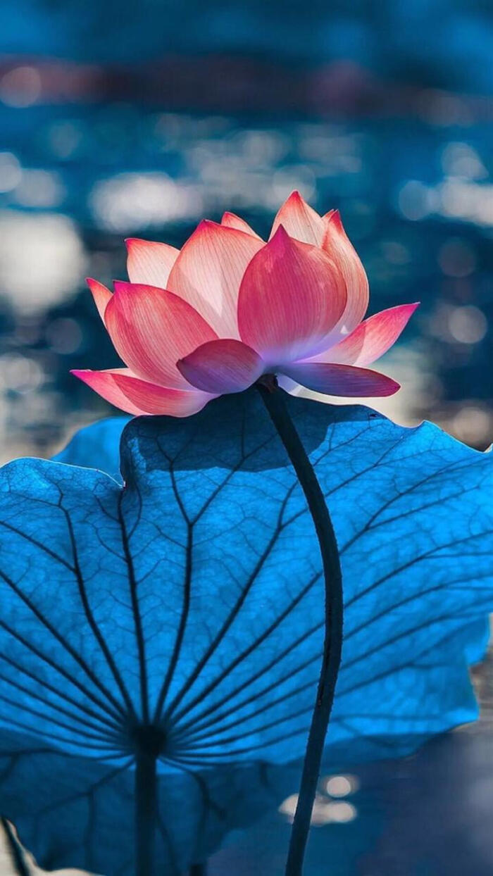 易经如何让你放平心态,易经20句话越走越顺