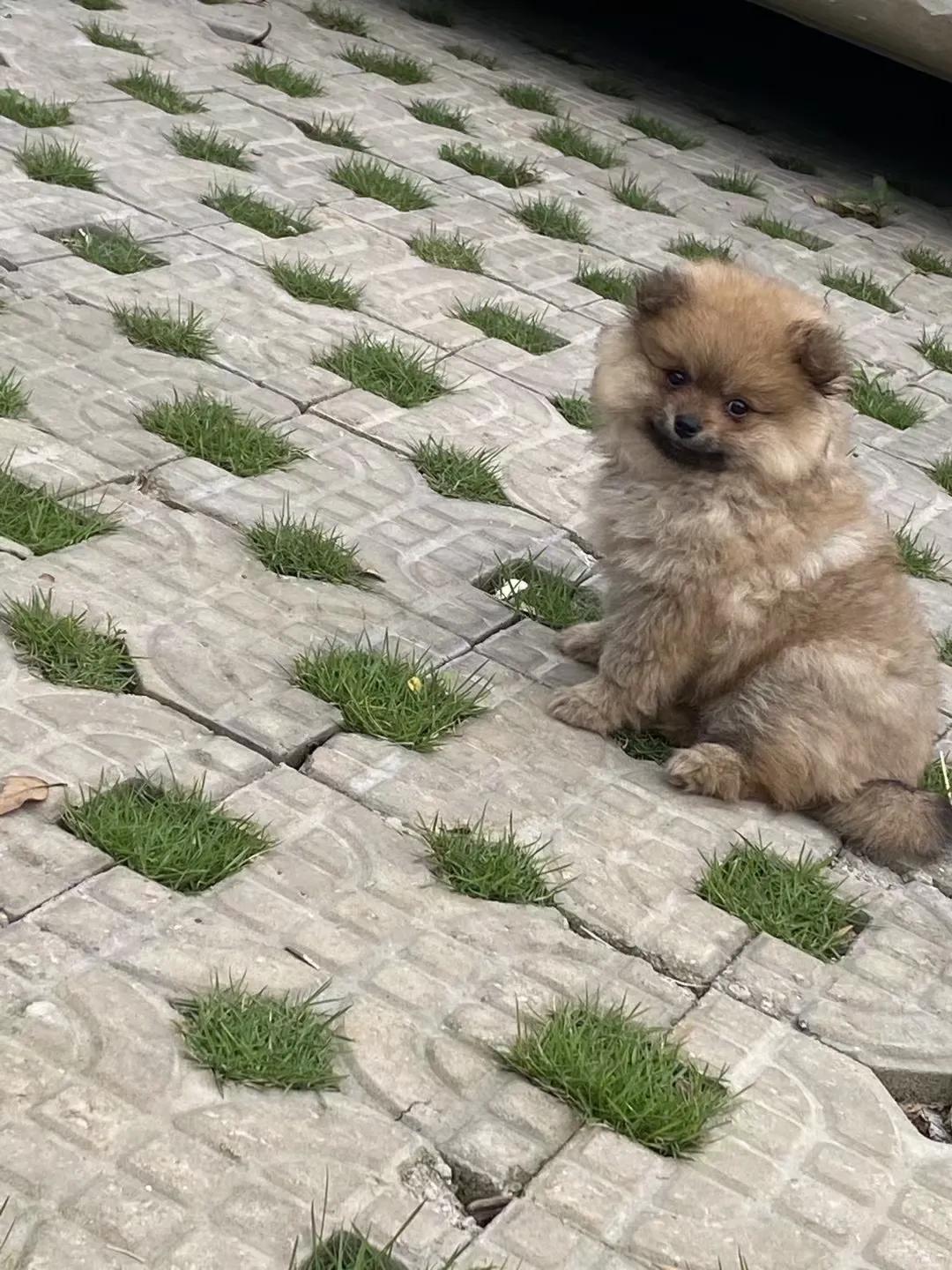 养狗小知识大全金毛,养狗小知识大全泰迪