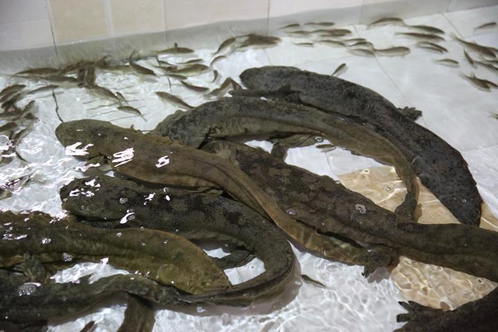 绍兴平水娃娃鱼养殖基地,遵义凤冈县娃娃鱼养殖基地