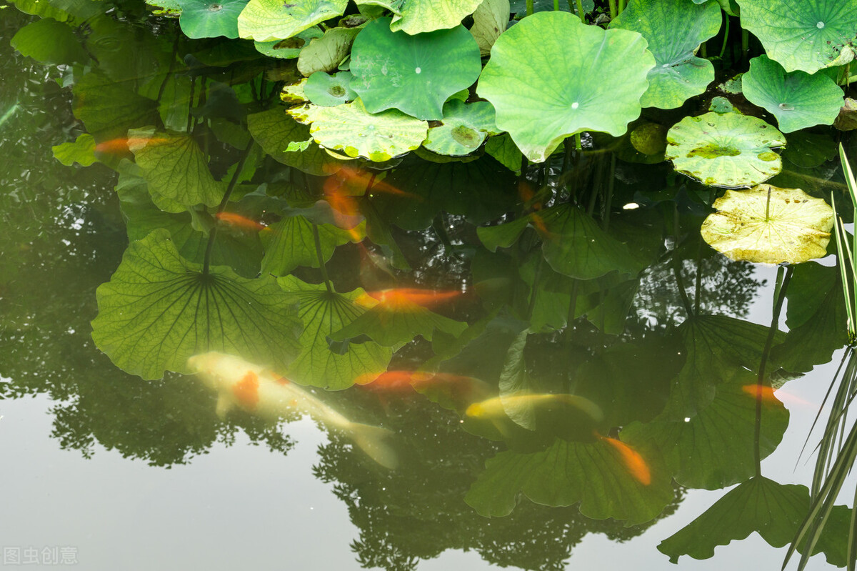 刘艳:莲花赋,散文|咏莲花,诗歌