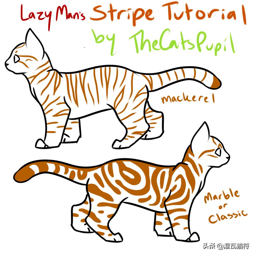 美短棕虎斑成年猫多少钱,美短虎斑猫有白毛领