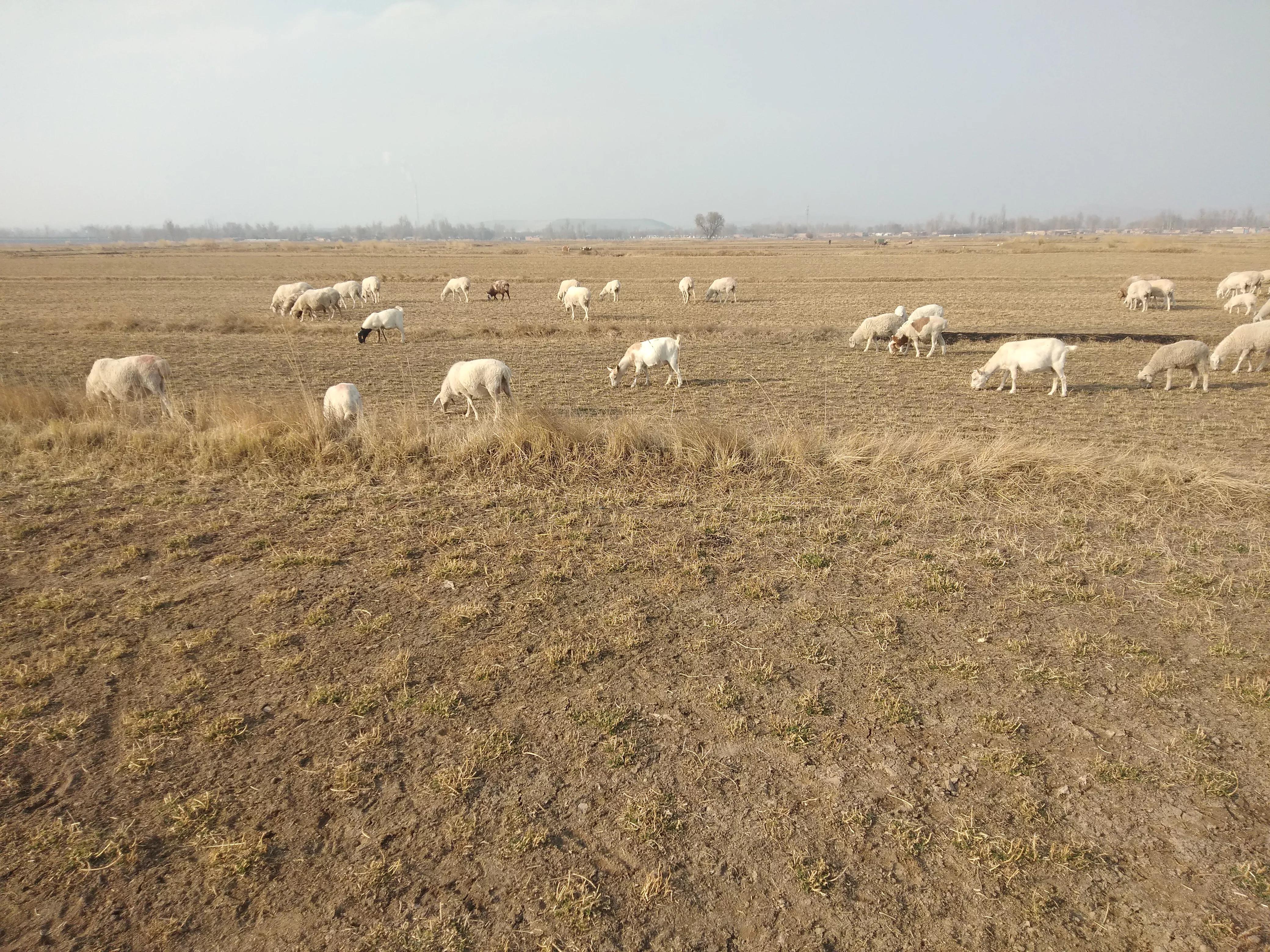 现在的羊价育肥羊能赚钱吗,羊养殖羊价