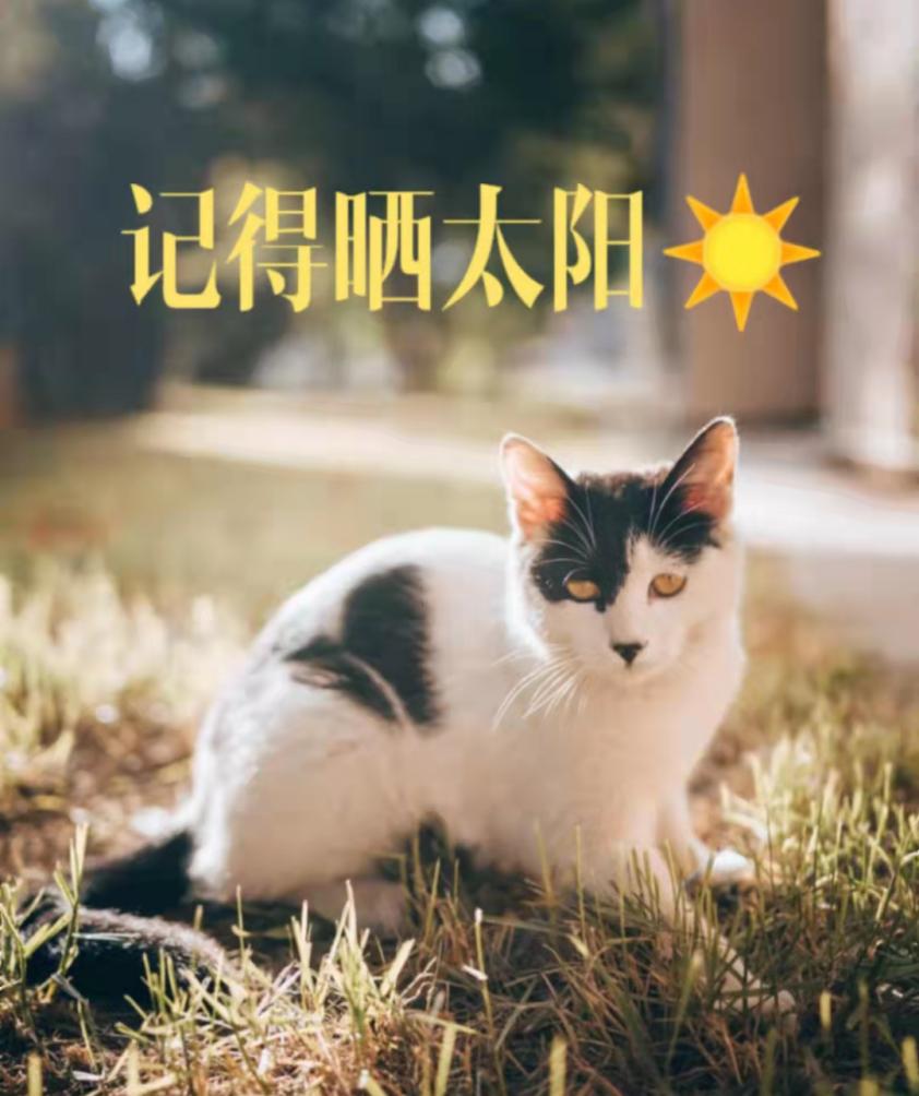北中医猫,北中医校园