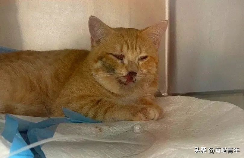 猫咪在交配的时候，究竟爽不爽？