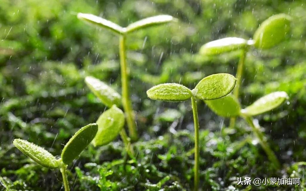 惊蛰前后打雷下雨有什么讲究,惊蛰刮风有什么预兆