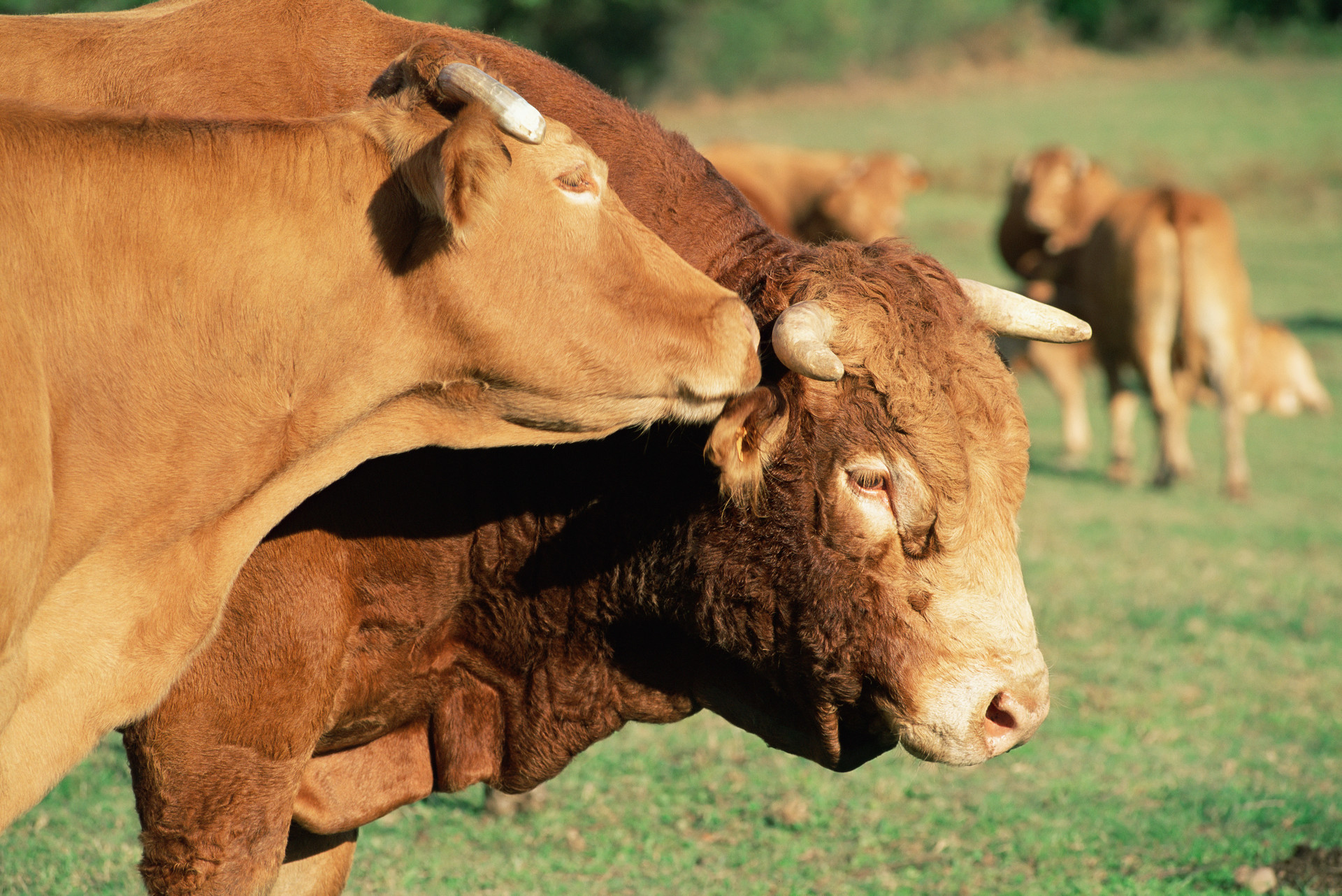 牛奶存放的温度高了怎么办,买的牛奶为什么可以存放40天