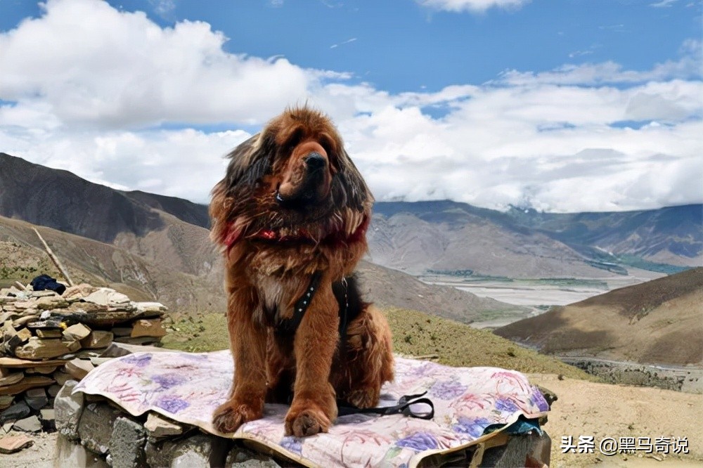 濒临灭绝藏獒,藏獒濒临灭绝