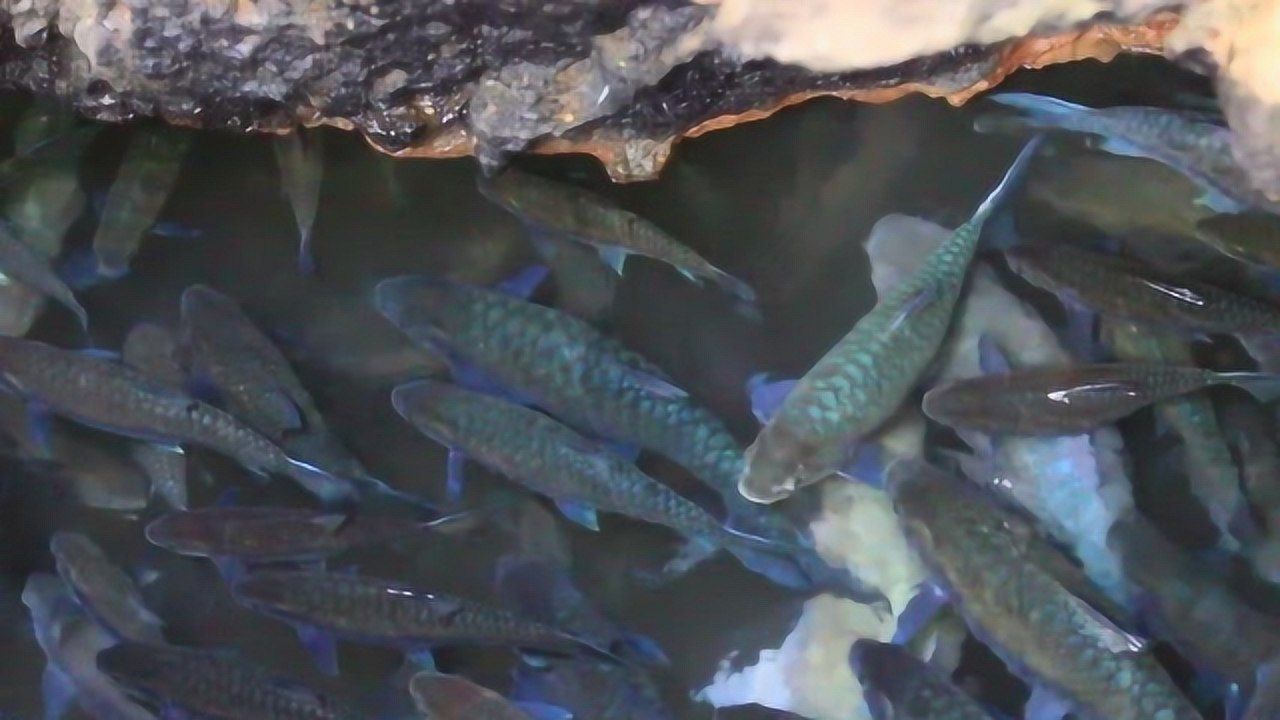 李老汉挖出鱼,李老汉挖出鱼泉现状