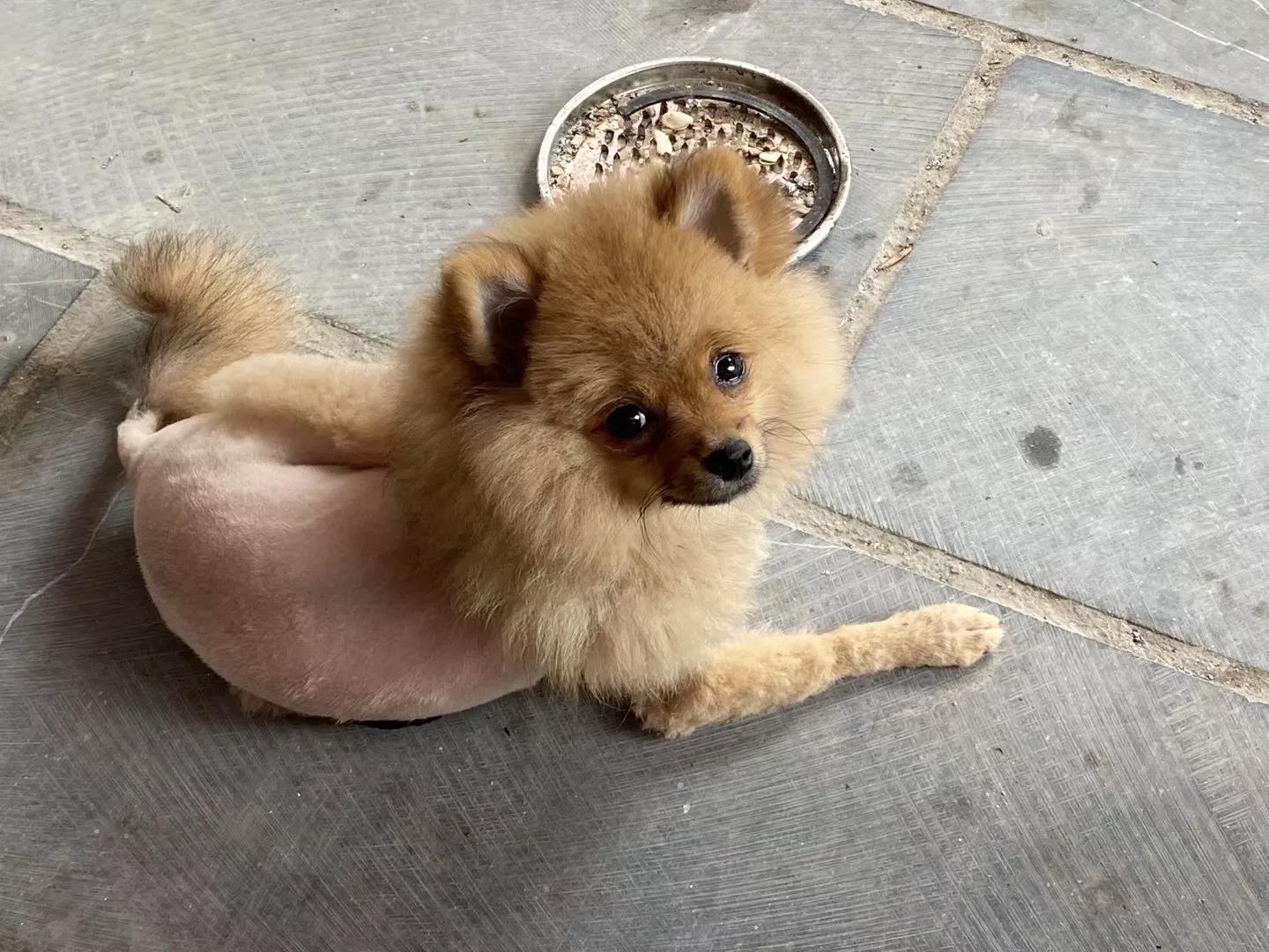 养狗小知识马犬,养狗小知识狗狗每天要喝多少水