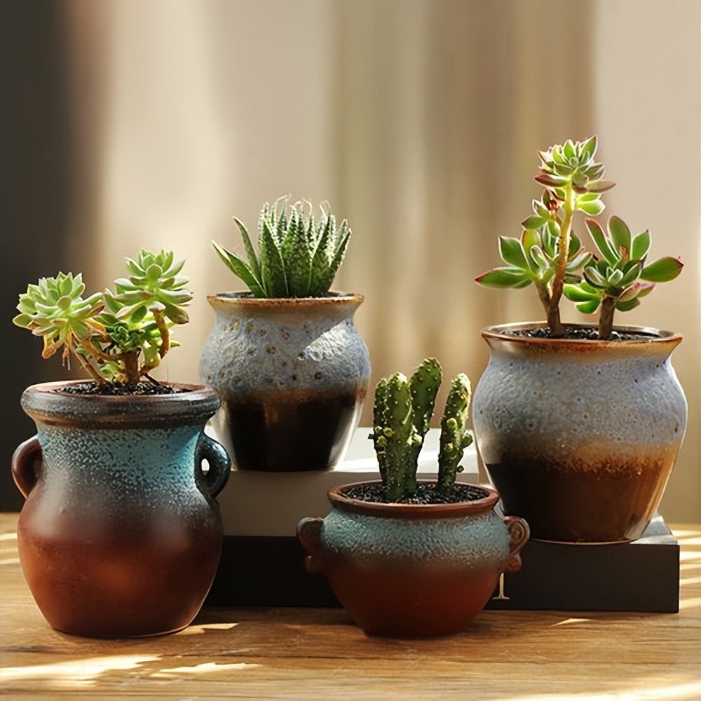 多肉植物存活率多少合适,网购的多肉怎么样快速养好根