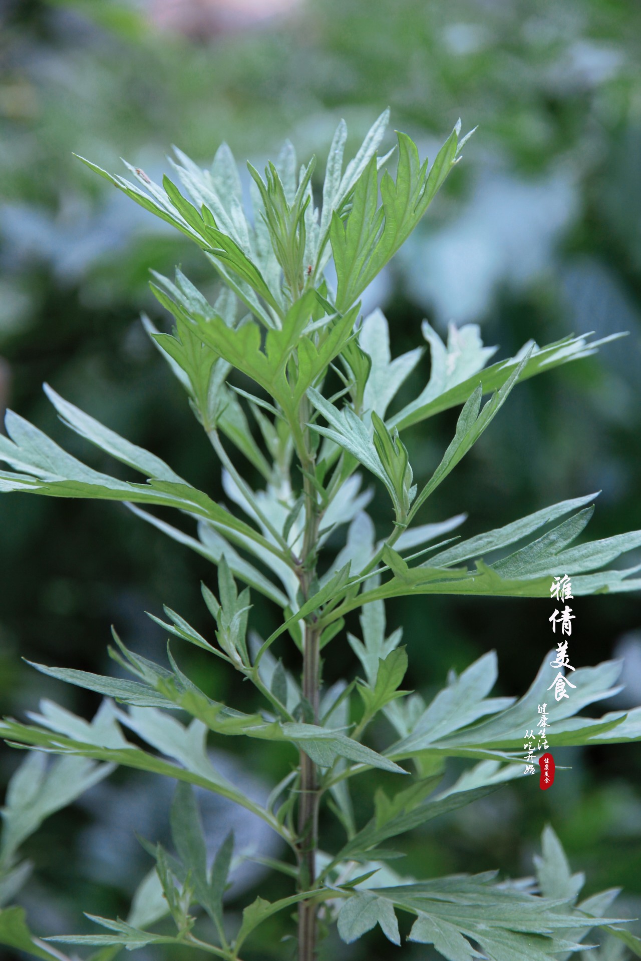 端午节必备神草,端午节最有效的草是什么草
