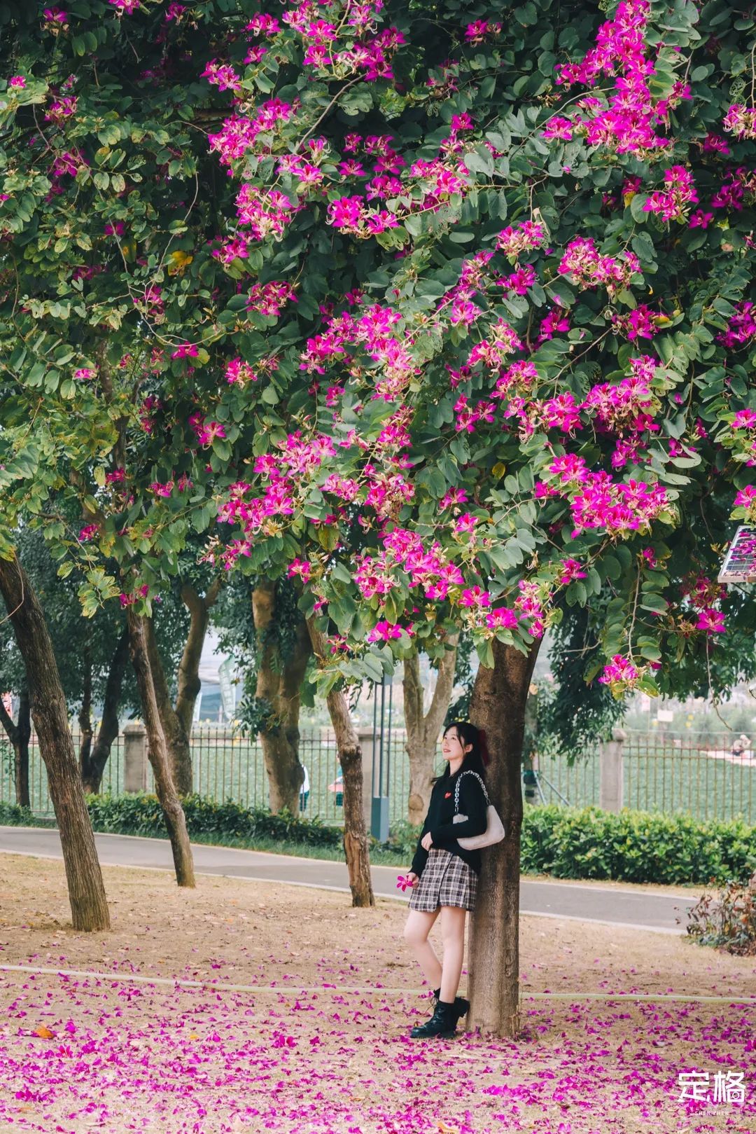 凤凰山绿道开放时间,凤凰山绿道全长多少公里