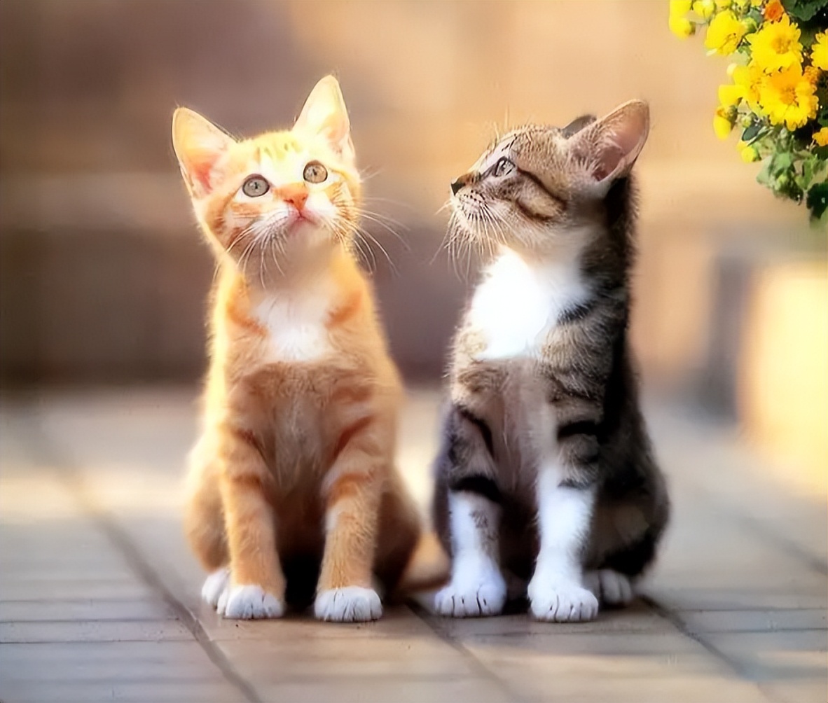 养猫咪必备用品有哪些,猫咪日常用品