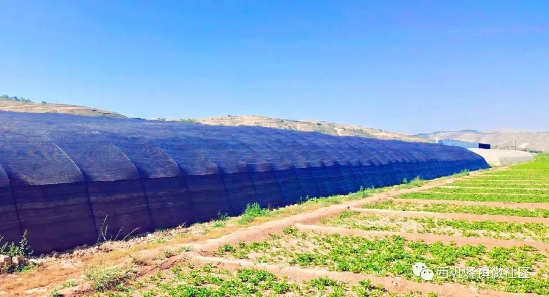 小薯苗脱贫致富项目,小土豆撬起致富大产业