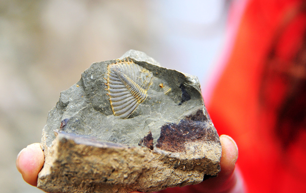 全球最大生命体活了近8000岁,世界上最大的生命体