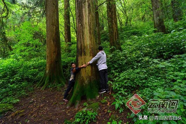 秃杉种多少年可以卖,秃杉树苗