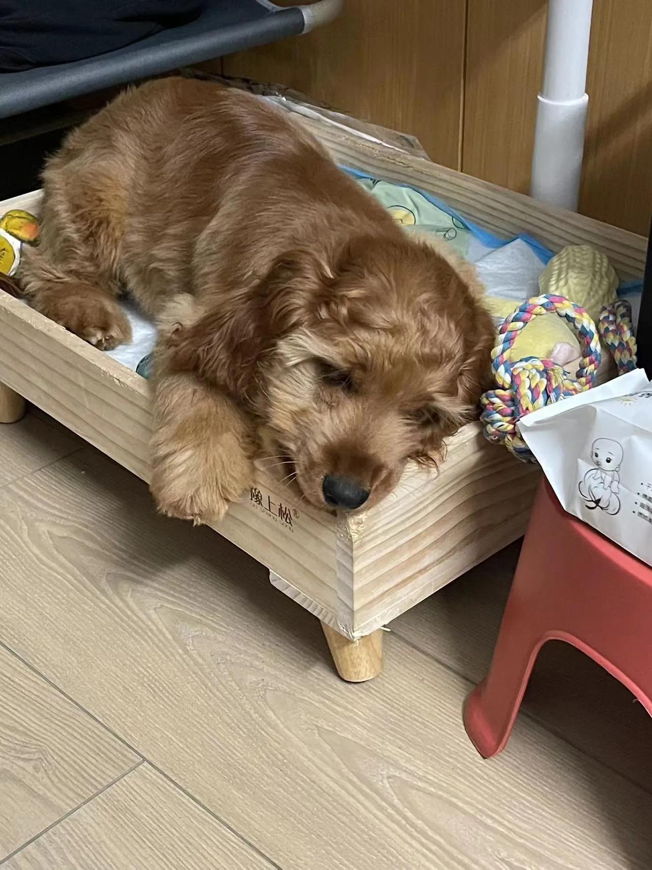 我不是金毛，是英国可卡犬—水煎包的自我介绍,包子麻麻的讲述