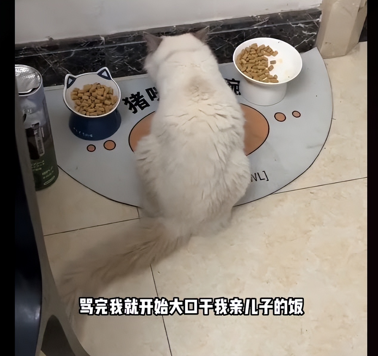 猫咪掉进化粪池被好心小哥救助,猫咪掉卡在树枝被好心人救下