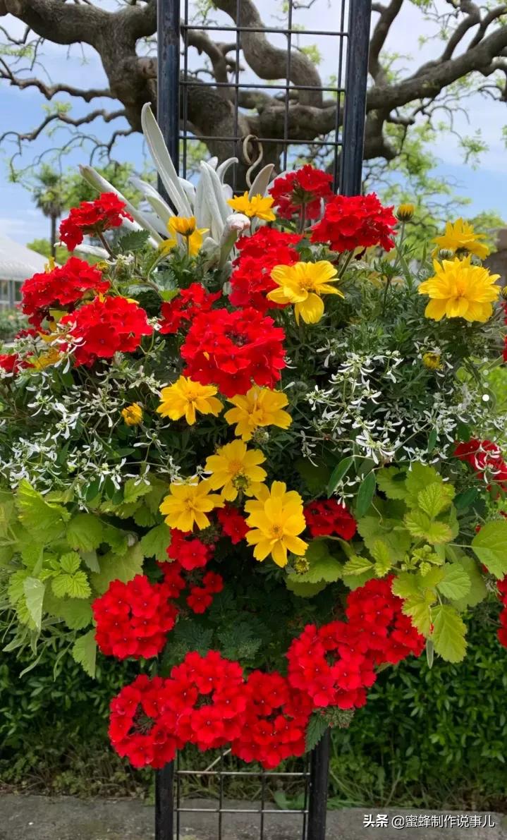 鸟语花香百花争艳让人陶醉,宁静祥和鸟语花香