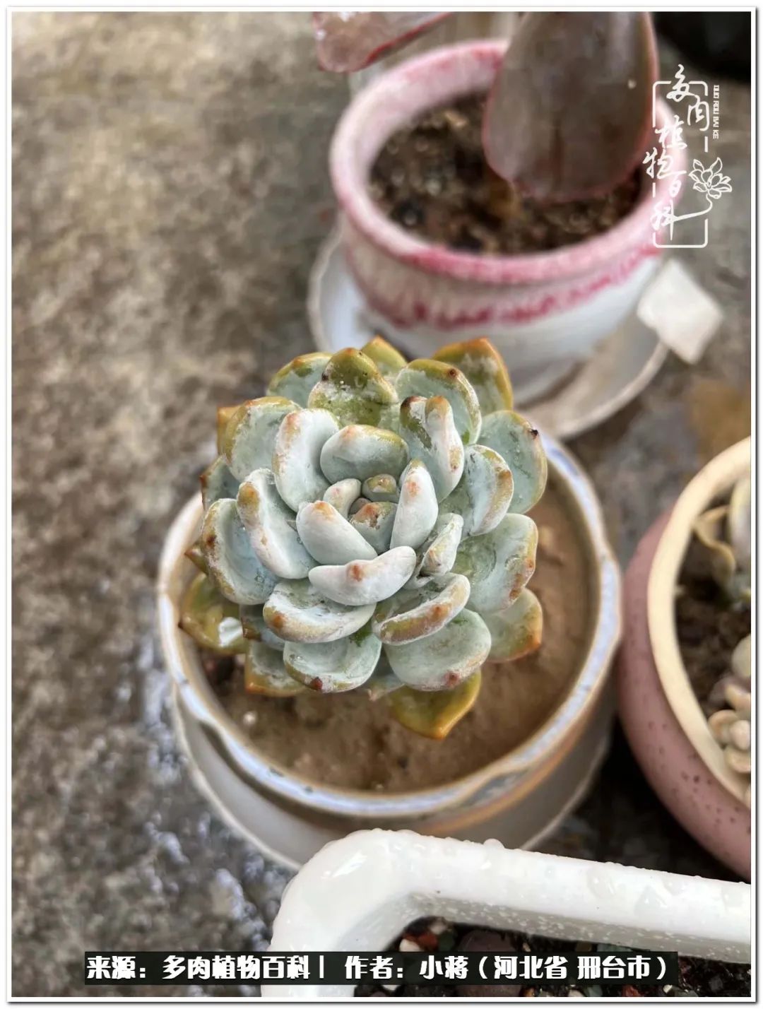 我与多肉植物之间的故事,我和多肉十二卷的故事100字