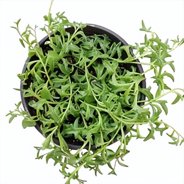 102个大类近500个多肉植物图片，都极其美丽，建议在家中也养一盆