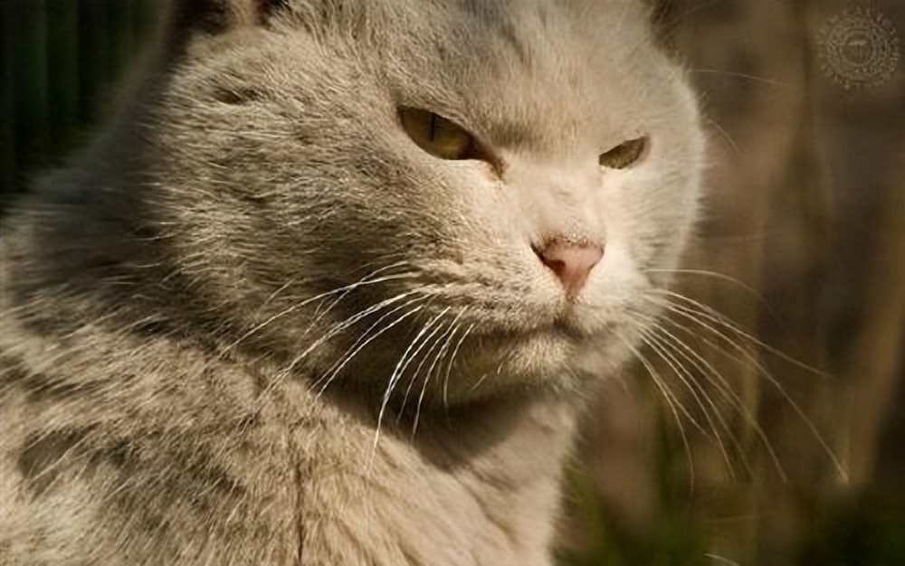 网友衣服放购物车太久被客服嘲笑,因衣服长时间放购物车被客服讽刺
