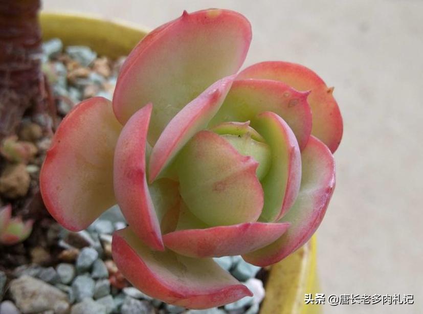 碧桃多肉怎么服盆,碧桃多肉耐不耐冻