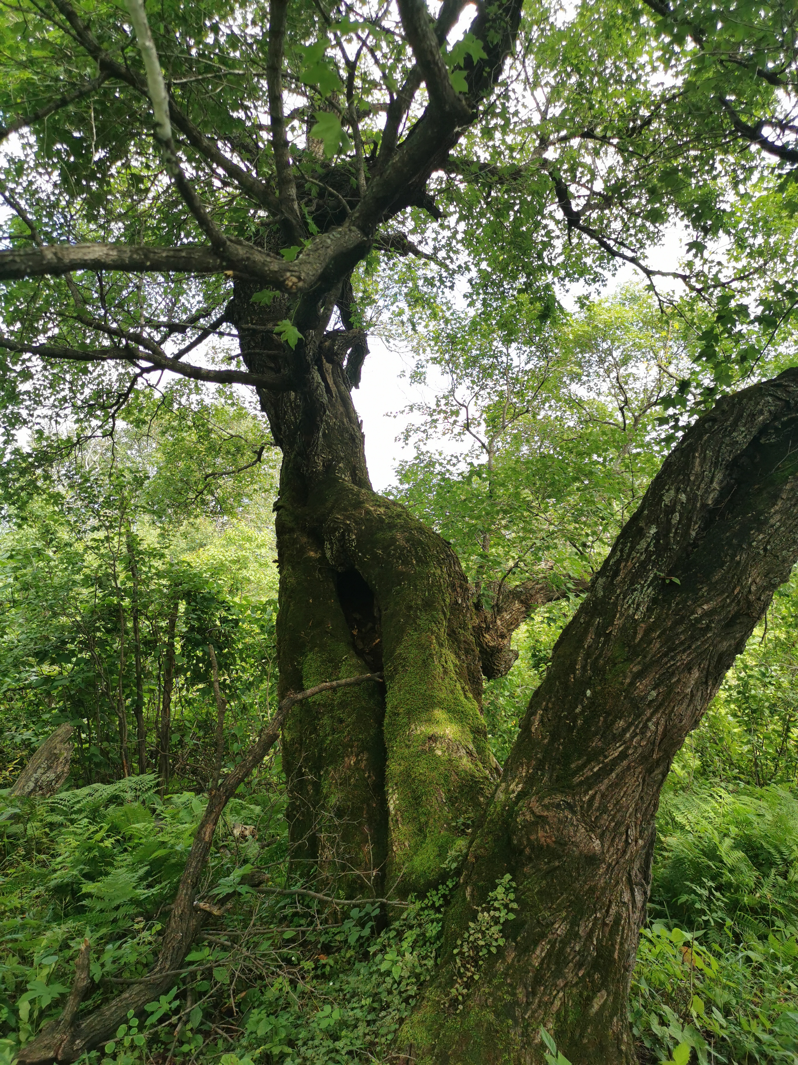 探秘摩艾石像,探秘摩迈尔洞穴