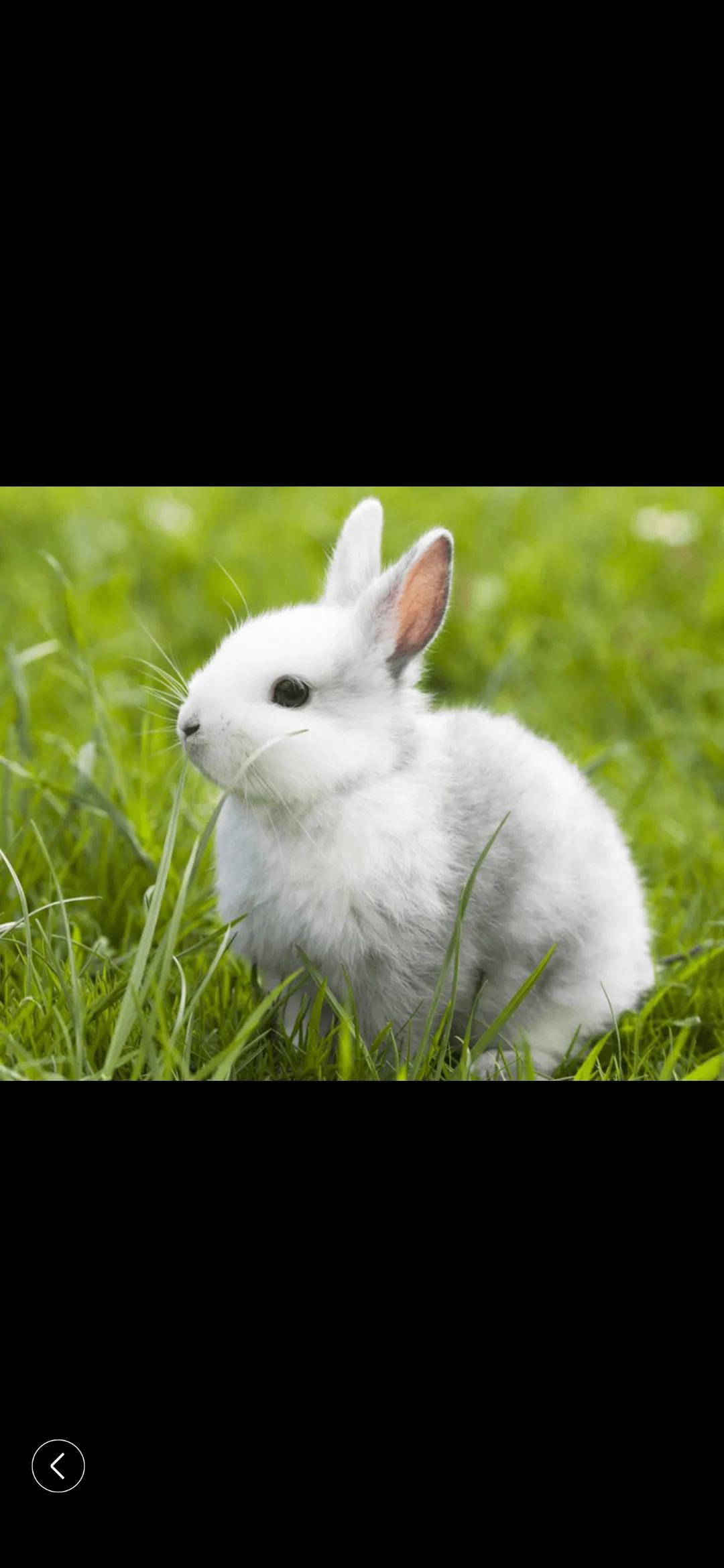 小猴子学艺,小猴子学什么才艺好