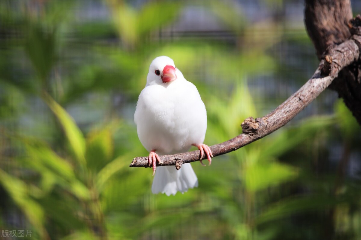 文鸟的急救措施,文鸟蛋怎么处理
