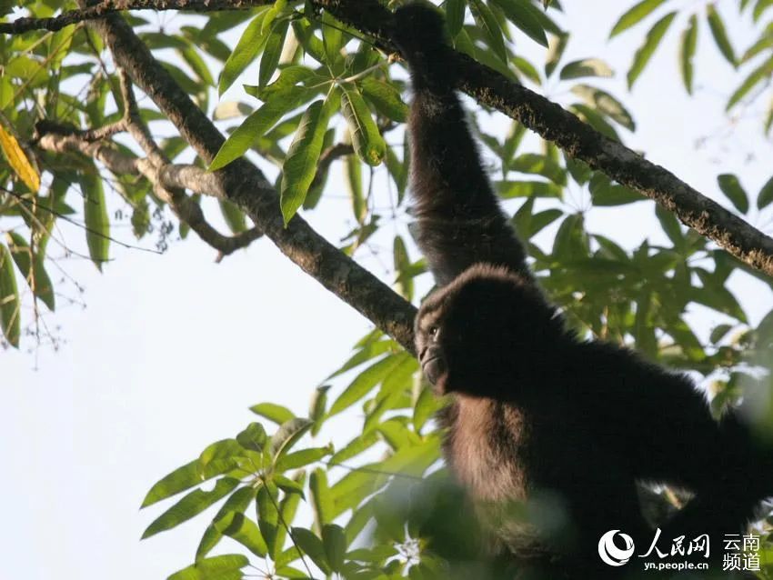 云南新发现一处高黎贡“白眉大侠”的家园