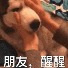 雅思10.0的水平相当于什么水平呢,6分的雅思是什么水平