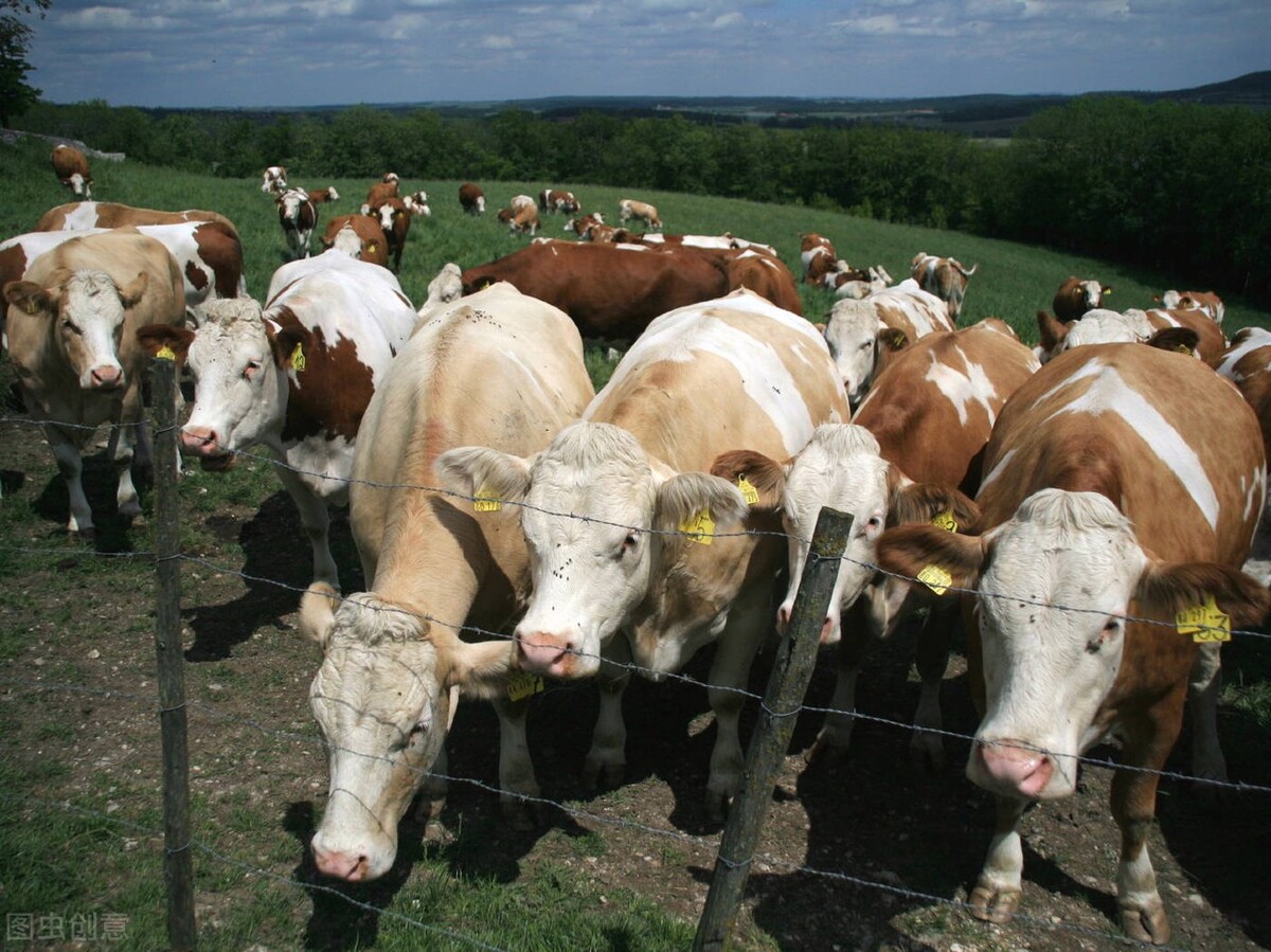 牛养殖现在牛价降价了吗,养殖牛价格行情走势分析