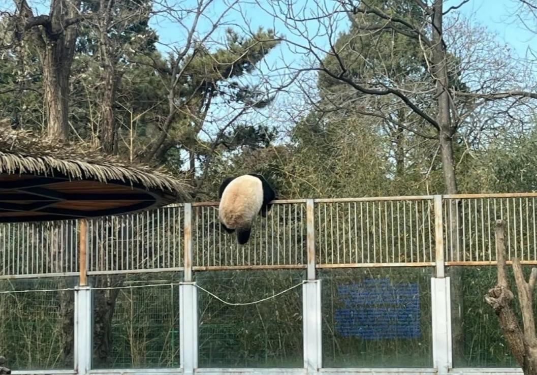 熊猫界顶流盘点,熊猫界十大顶流