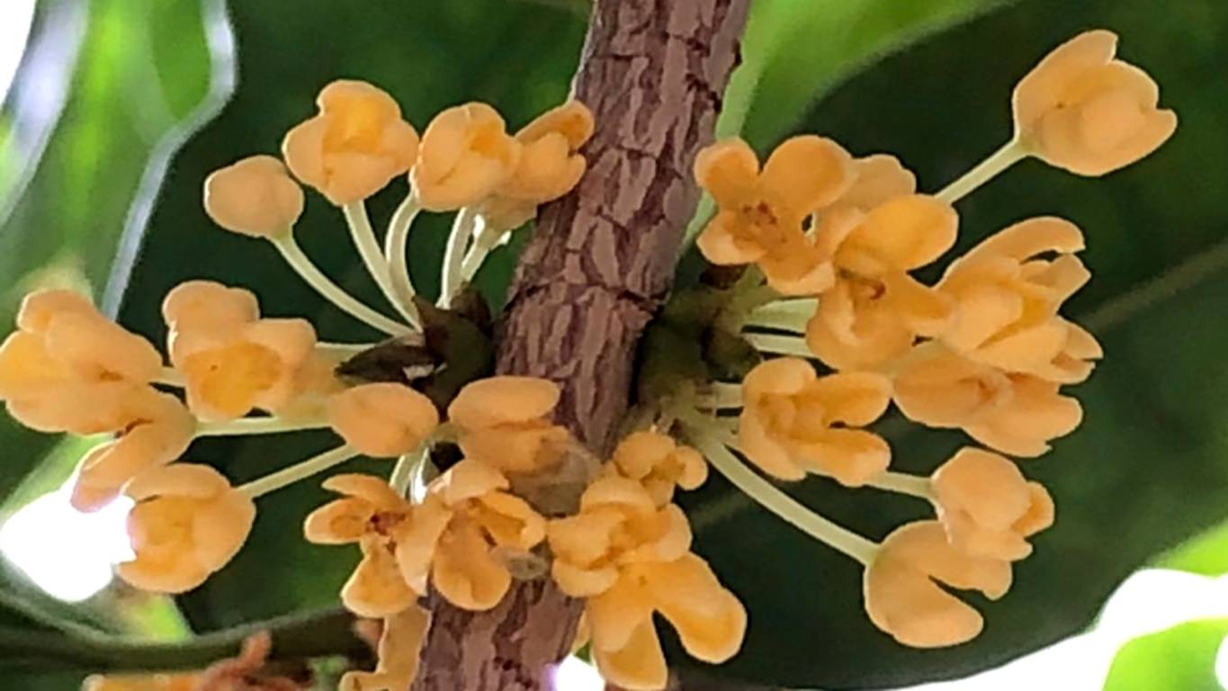 又是一年秋意浓赏桂正当时,金秋赏桂中秋到来之际