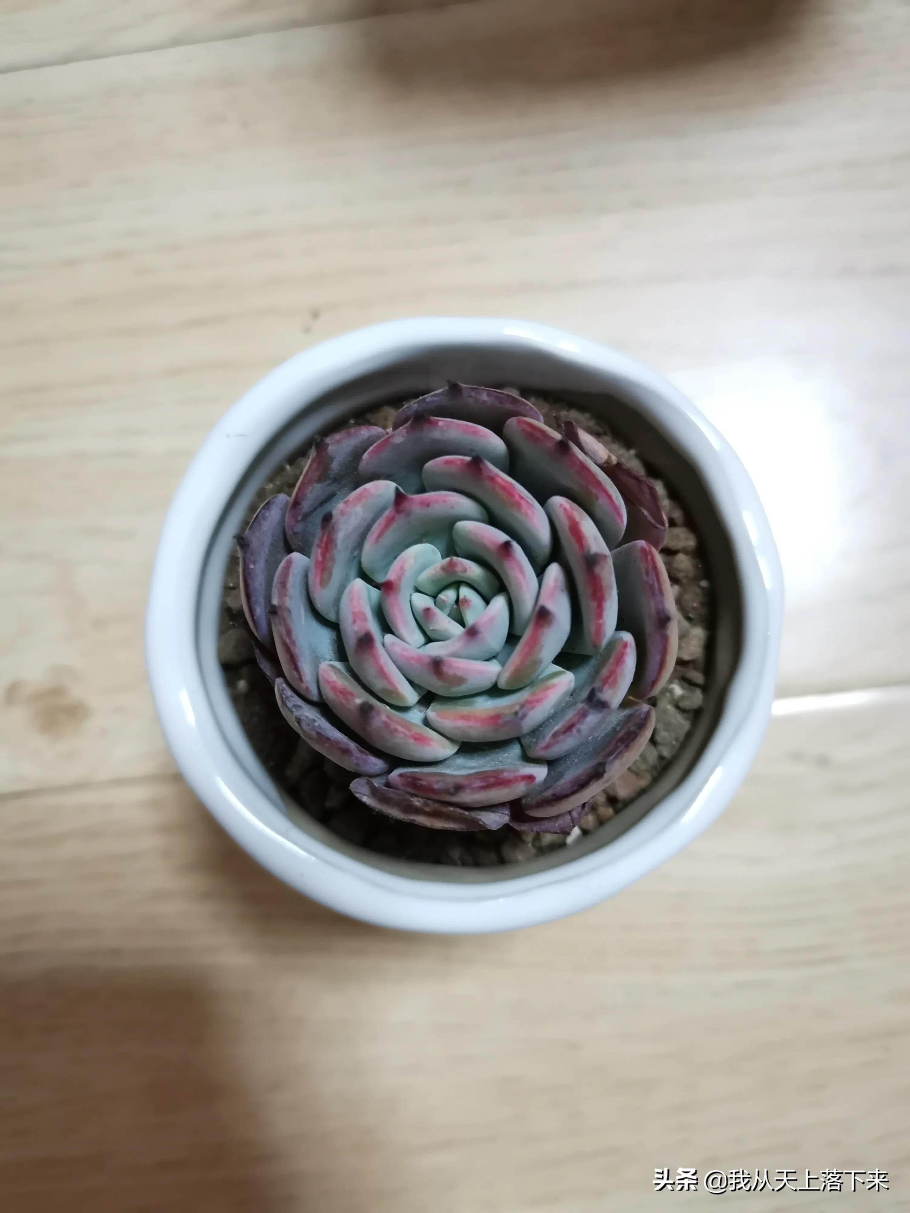 多肉品种及图片大全欣赏,多肉品种辨别图片大全欣赏