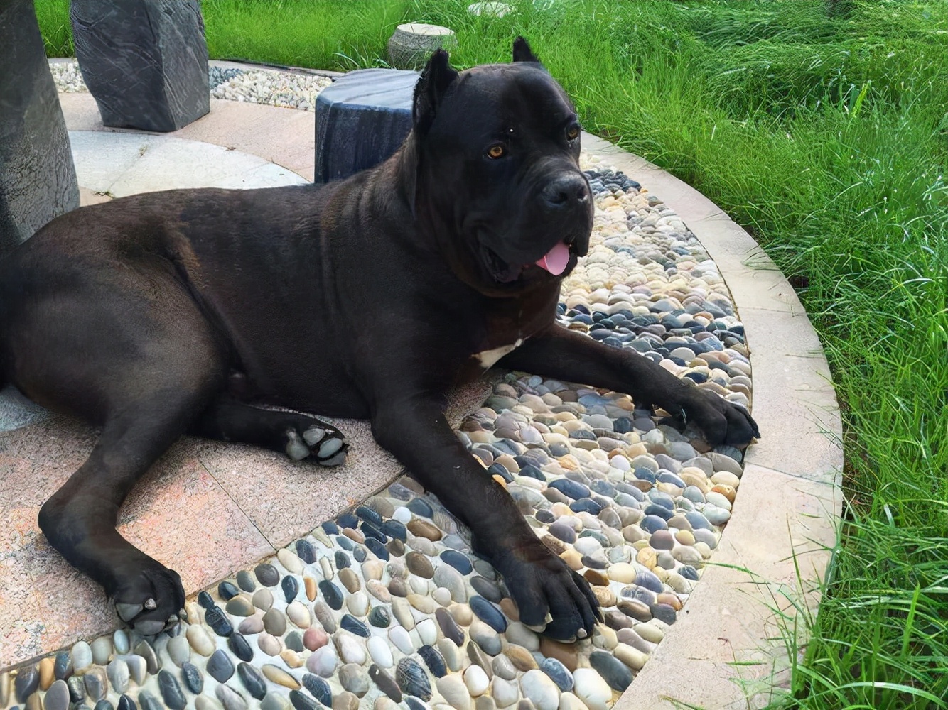 卡斯罗从小怎么养不怕人,为什么养卡斯罗的人少