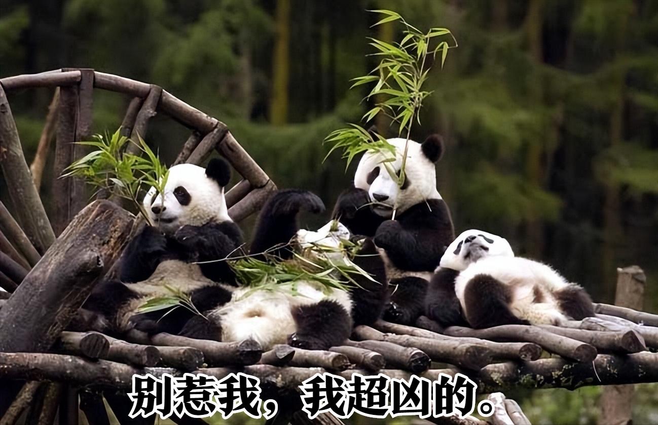 大熊猫是目前熊科唯一的哺乳动物,大熊猫为什么属于熊科