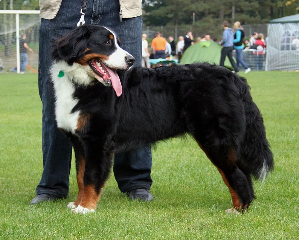 人与动物的相处故事100字,人与动物的温情故事