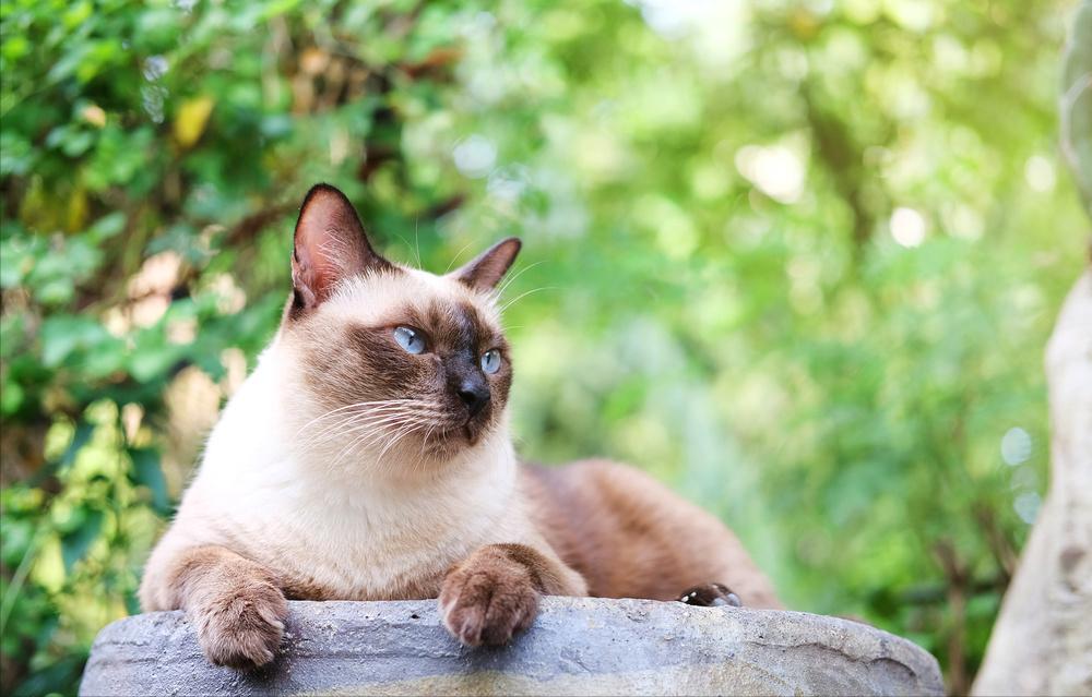 猫咪寿命吉尼斯纪录,寿命最长的猫咪品种排名