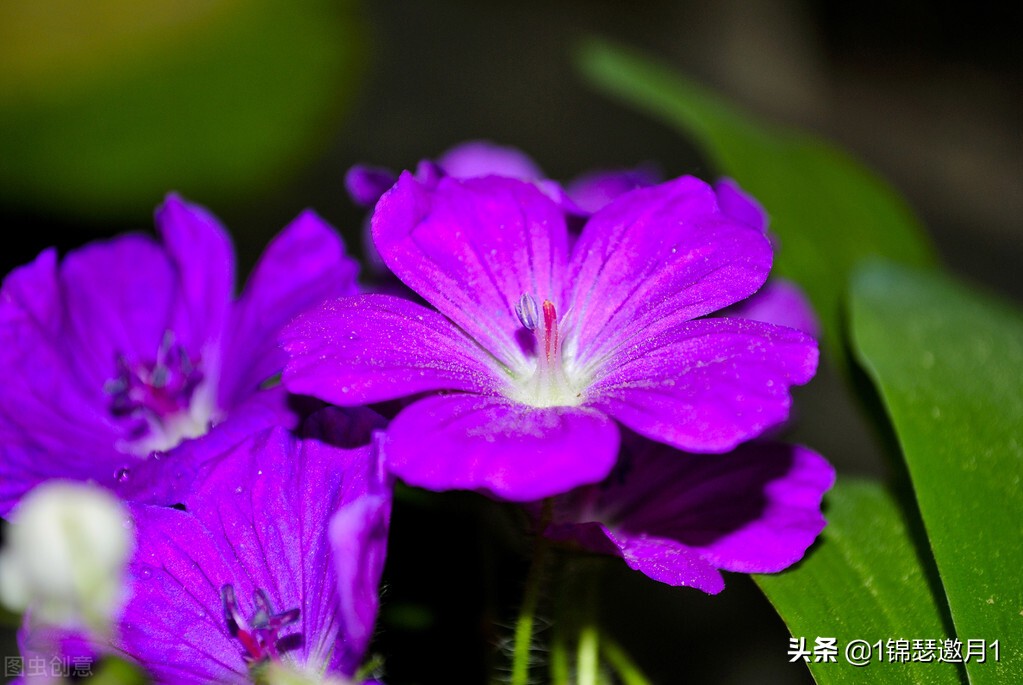 分享美图图片,紫罗兰花写实风图片