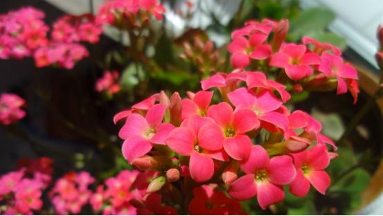 12星座下周谁会最好运,十二星座下周运势曲线图