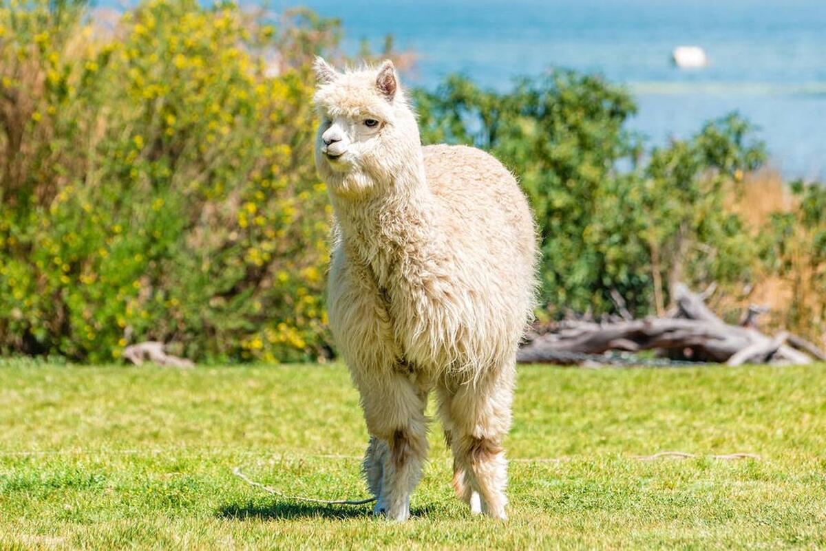 世界上最可爱的十种动物排行榜,世界上十种最可爱的动物