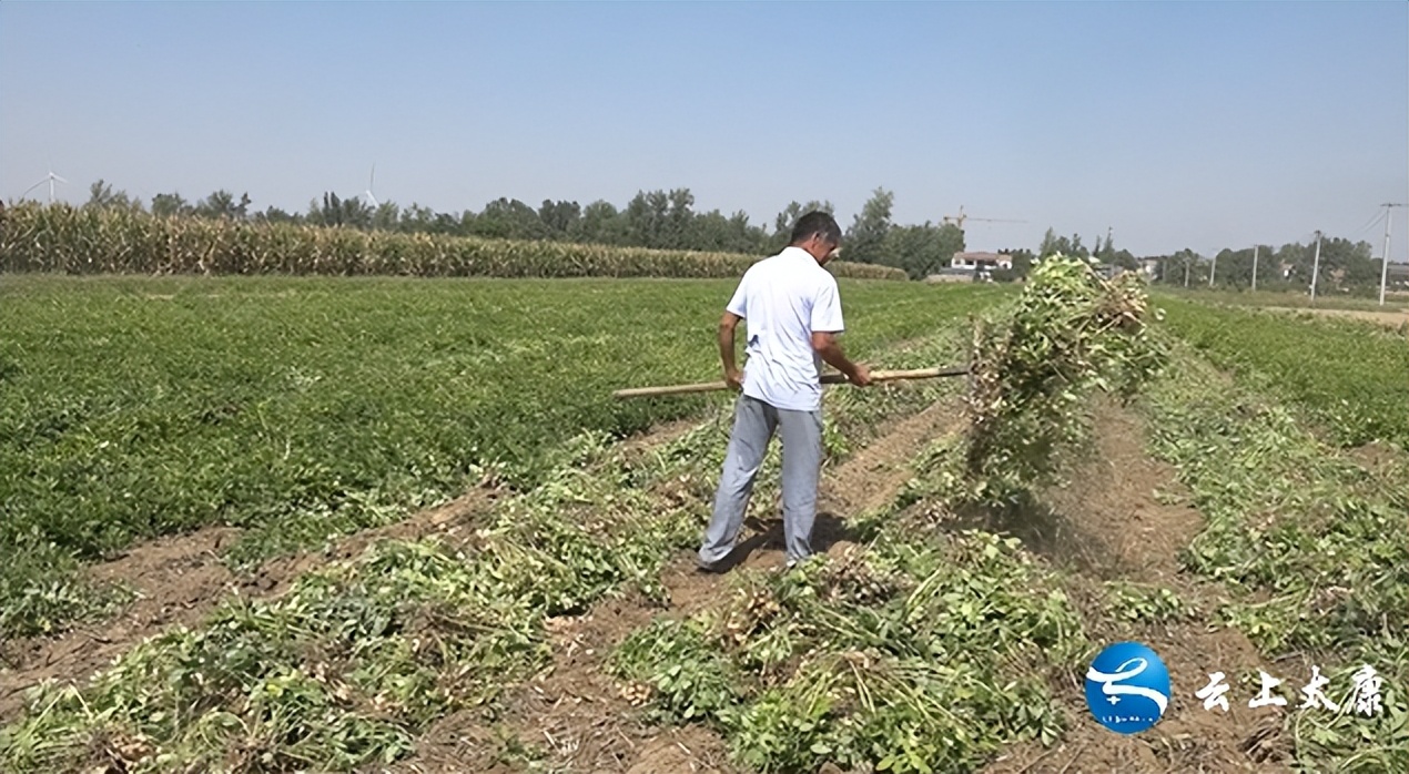 乡村振兴小果园,农民致富路上的金豆豆