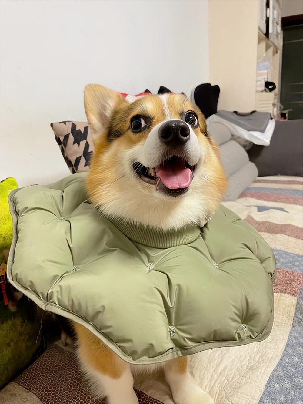 养柯基幼犬新手要注意什么,金毛和柯基哪个适合新手养